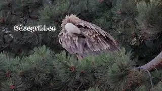 Gåsegribben på Samsø