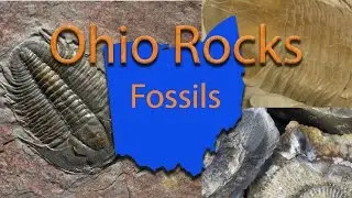 Ohio Rocks: Fossils