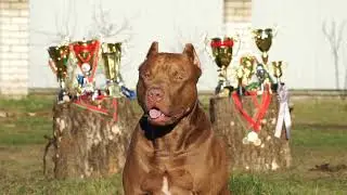 DANDY COLOSSAL SPARTA'S (именуемый ДЭН). Кобель американского питбультерьера.