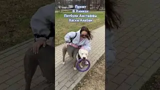 Амстафф Бой - Питбули Алабаи 