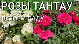My Tantau Roses