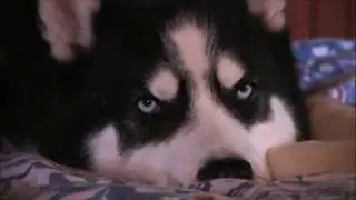 Husky tries Hard to Stay Awake!