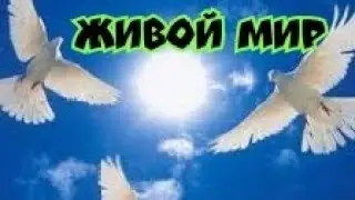 Супер игра бойных голубей