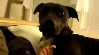 dog eating toes vore