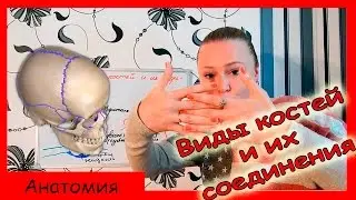 АНАТОМИЯ ЧЕЛОВЕКА. Виды костей и их соединения.Опорно-двигательная система