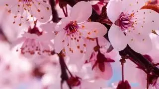 Квітка сакури