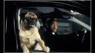 Who Let the Dog's Out