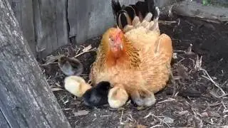 Маленькие цыплята и курица. Детям интересно и прикольно