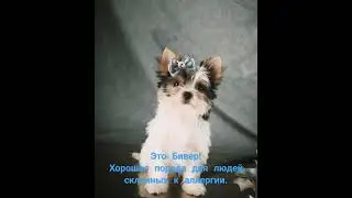 Топ лучших пород для людей склонных к аллергии - #Бивер должен быть в списке ваших предпочтений.