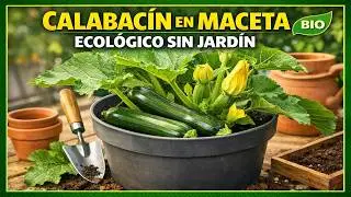 Calabacín verde ecológico en maceta