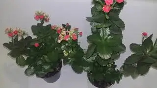 Каланхоеның құпиясы