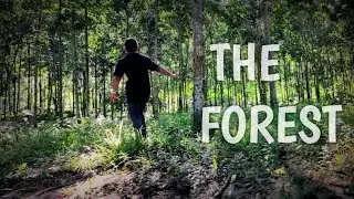 Time spent amongst trees is never waste time. mobile cinematic video