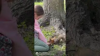 БЕЛКА ЕСТ С РУКИ РЕБЕНКА#белка#бельчонок#крестовскийостров#парк#елагиностров#накормиближнего