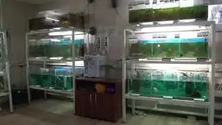 Домашняя ферма   Аквариумные рыбки Часть 1
