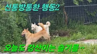 대형진돗개 강산이의 신기한 행동ㅡ말안듣는 형을 ᆢᆢ