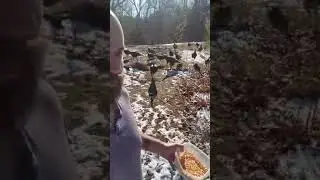 turkeys going bonkers for corn