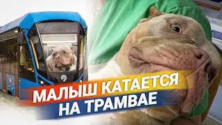 У МАЛЫША ОСЛОЖНЕНИЯ ПОСЛЕ КАСТРАЦИИ! Американский булли в ТРАМВАЕ. Покормил Малыша бобром...