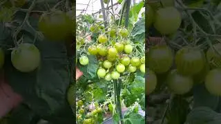 Этот томат необычен во всём!