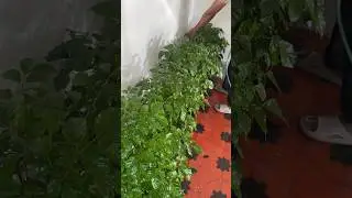Part 2 / china doll #garden #indoorplants #jishnuuthaman #home #houseplants