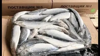Сельдь атлантическая (Фарерские острова). Обзор.