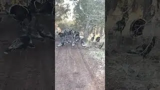 I love My Cat so I Herd Turkeys to Keep Him Safe 