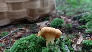 Chantarellus cibarius, verano 2021,Zizahori, Saltsa perretxiko, Rebozuelo, Rossinyol,