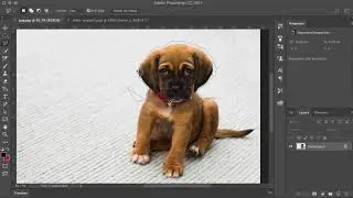 How to use the Lasso Tools in Photoshop