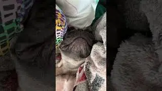 Храпят ли французские бульдоги? Нет конечно! #bulldog #животные #обзор