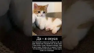 Твой друг: #мем #рекомендации #тикток