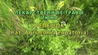 Лекарственные растения июня 