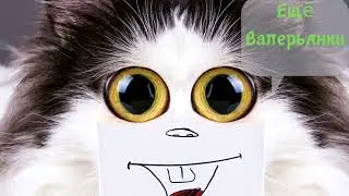Funny cats and cats. Funny cats to cheer up
