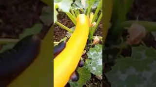 Фитнес ПП завтрак #пп #кабачок #food #правильноепитание #вкусно #ппрецепт #shorts #рецепт #ппзавтрак