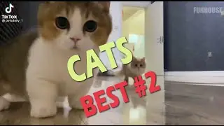 #Cats #Котики #Shorts #Funhouse off #Фанхаус офф
