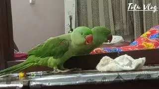 Totu is talking to himself in the mirror #totuvlog #parrotsound