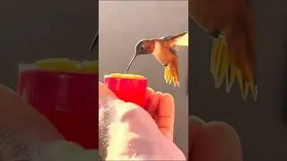Incredible: Hand-Feeding Hummingbirds Up-Close
