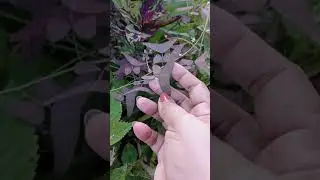 Good morning Philippines! | let's buy some breakfast | ikot sa garden