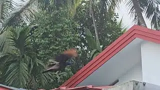 peacock visits home