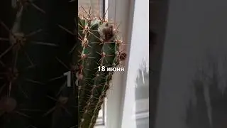 как цветёт кактус 🌵 