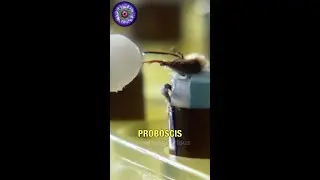 Training Bees To Detect Explosives