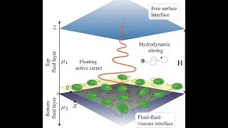 Francisca Guzmán-Lastra: Active carpets in floating viscous films