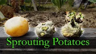 Sprouting Potatoes - Garden Quickie Episode 10