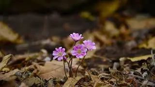No Copyright Nature Video | Copyright Free Nature Video - NCF_HD_1080p