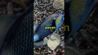 "Tritan":Saturn Moon🤔#shorts #viralvideo