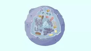 Общие принципы строения ядерной клетки