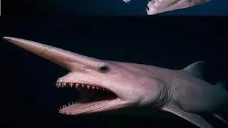 في أعماق المحيط المظلمة… يعيش مخلوق مرعب لم يره إلا القليل 👀Goblin Shark 🦈