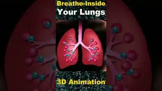 Journey Inside Your Lungs: The Miracle of Breathing