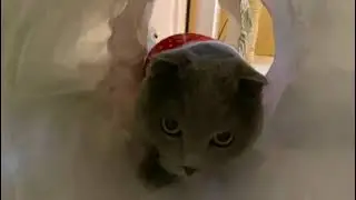 Одеваем коту свитер первый раз #lokicat #кот #funny #comedy #loki #смешныевидео #tiktokvideo