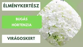 Bugás hortenzia a kertben💐