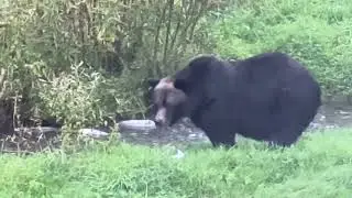 Big Grizzly Bear Sow