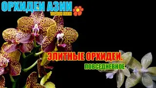 ЭЛИТНЫЕ СОРТА НА КАЖДЫЙ ДЕНЬ